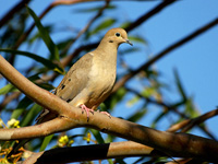 Mourning Dove #2