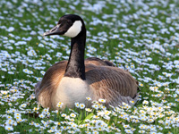 Canada Goose in Flowerst