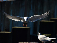 Forester's Tern Landing