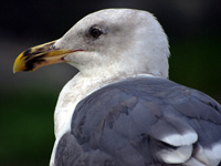Western Gull Portrait