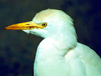 Cattle Egret Portrait