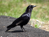 American Crow #2