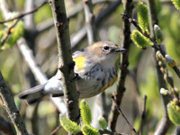 Yellow-rumped Warbler Winter Plumage)