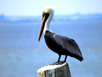 Brown Pelican #2