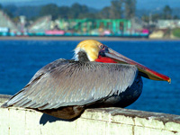 Brown Pelican #4