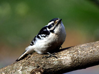 Downy Woodpecker #3