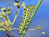 Anis Swallowtail Caterpillar