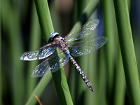 Blue-eyed Darner (Dragonfly)