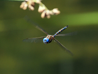Blue-eyed Darner (Dragonfly) in Flight