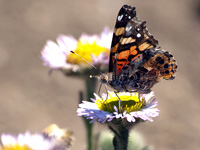 Painted Lady on a Sea Daisy