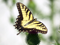 Tiger Swallowtail #3