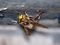 Wasp (sp)