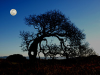 Moon over Tree Hole