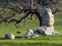 Rock, Tree, Cow