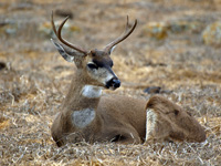 Black-tailed Mule Deer (Buck)