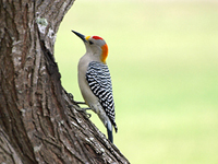 Photographs of Woodpeckers