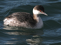 Photographs of Grebes