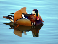 Photographs of Ducks, Geese, and Swans