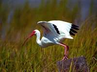 Photographs of Ibis, and Spoonbills