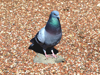 Rock Pigeon On a Rock