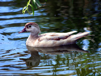Leucistic Wood Duck