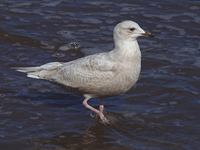 Kumlien's (Iceland) Gull