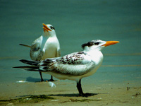 Immature Royal Terns