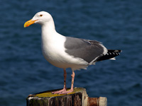 Western Gull on a Post