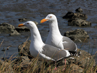 Western Gulls