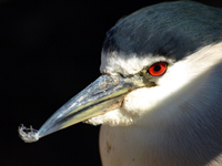 Black-crowned Night-heron Profile
