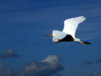 Great Egret in the clouds
