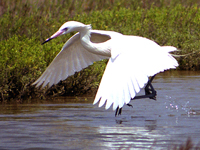 Reddish Egret - White Morph #2