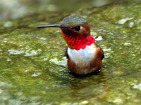 Allen's Hummingbird Bathing
