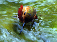 Allen's Hummingbird Submerged