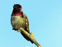 Anna's Hummingbird #2