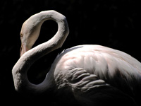 Greater Flamingo #1