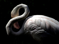 Greater Flamingo #3
