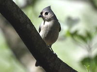 Tufted Titmouse #2