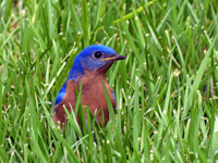 Eastern Bluebird in Grass