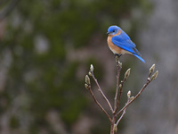 Eastern Bluebird on Twig