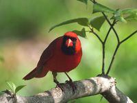 Northern Cardinal Looking at You