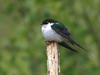 Violet-Green Swallow on a Post