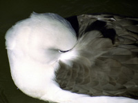 Laysan Albatross Sleeping