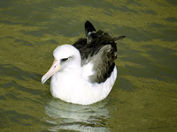 Laysan Albatross Swimming