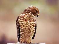Red-shouldered Hawk (Immature)