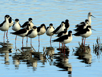 Black-neck Stilts with an American Avocet
