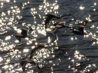 Willets Flying