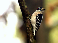Downy Woodpecker #2
