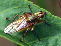 Robber Fly #2