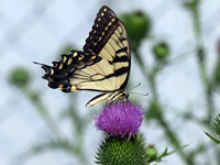 Tiger Swallowtail #2